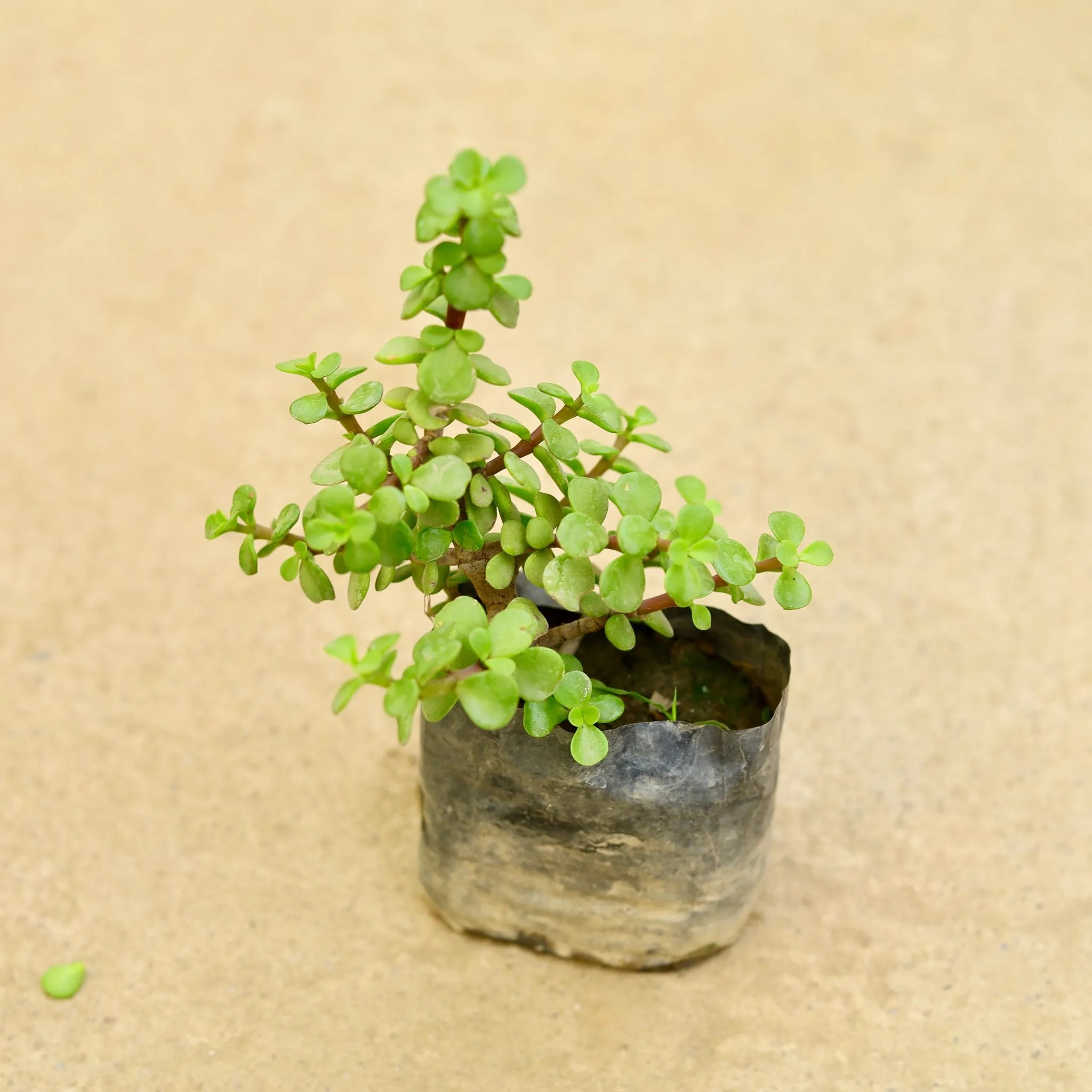 Jade in 4 Inch Nursery Bag