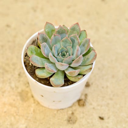 Buy Vishnu Kamal Succulent in 3 Inch Nursery Pot Online | Urvann.com