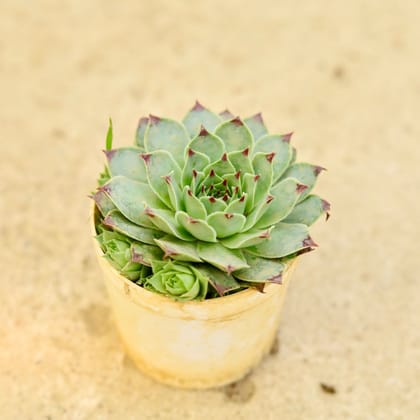 Buy Lakshmi / Laxmi Kamal Succulent in 3 Inch Nursery Pot Online | Urvann.com