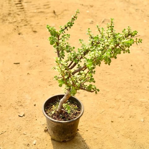 Jade in 6 Inch Nursery Pot