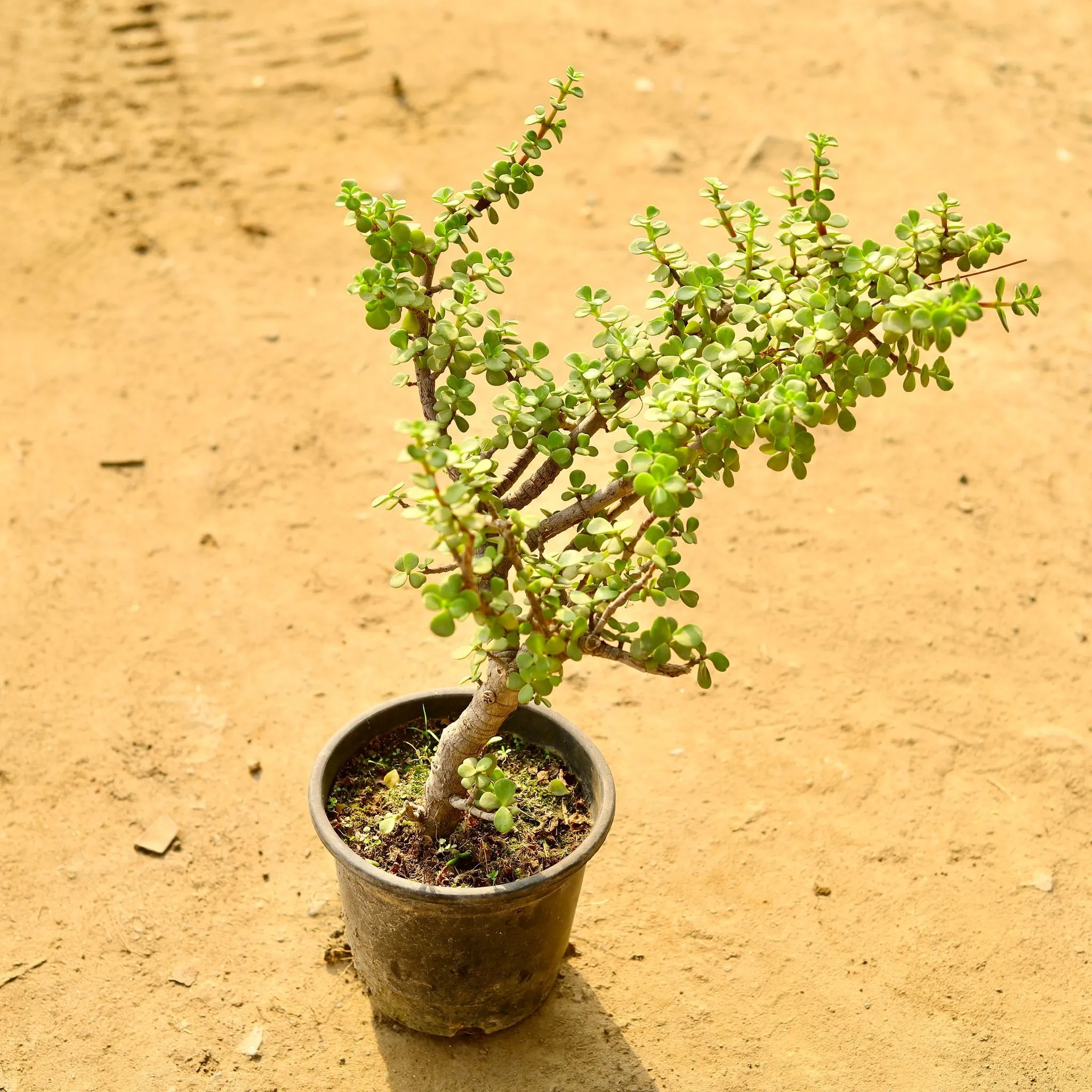 Jade in 6 Inch Nursery Pot