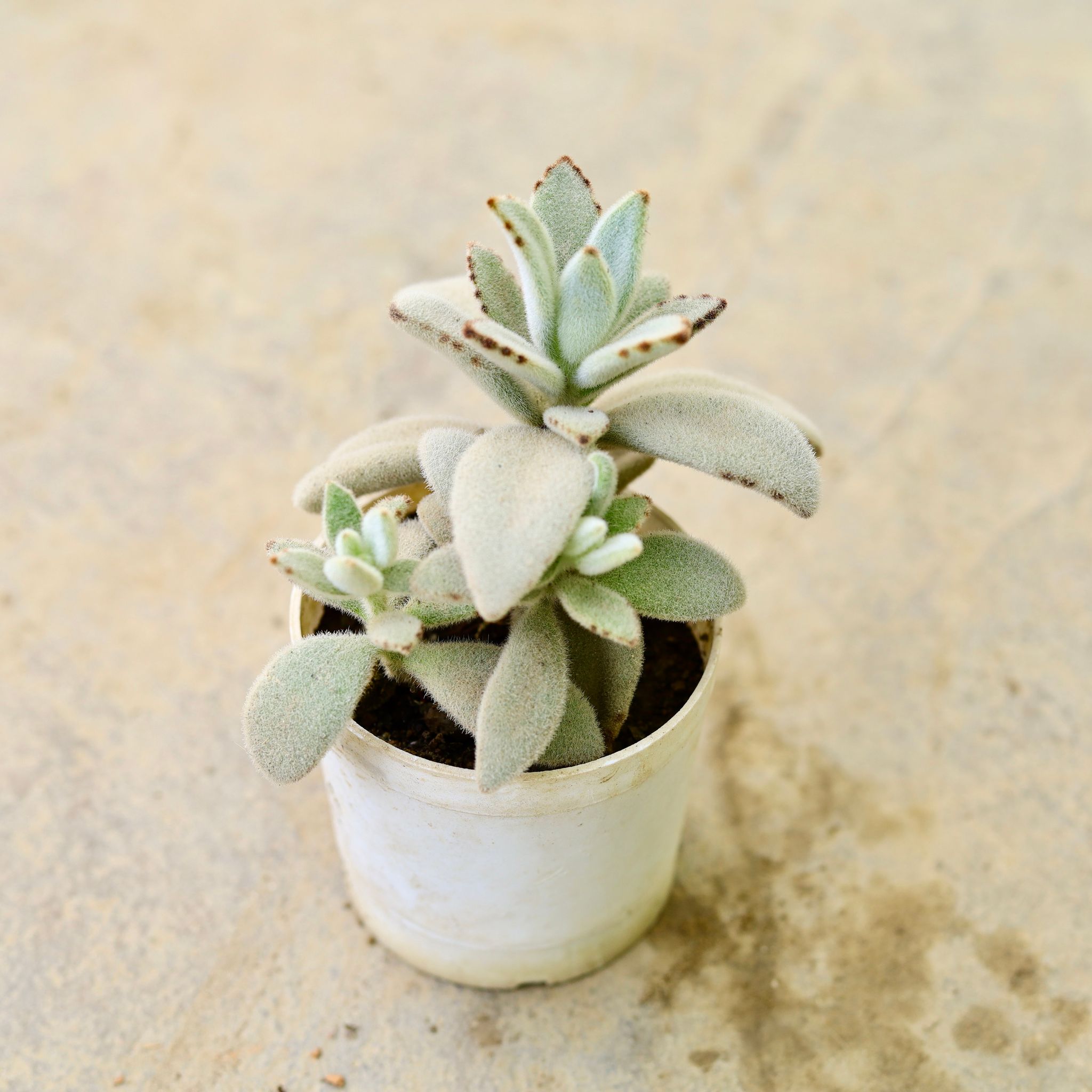 Chocolate soldier Succulent in 4 Inch Nursery Pot