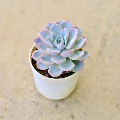 Buy Echeveria Blue Bird Succulent in 4 Inch Nursery Pot Online | Urvann.com