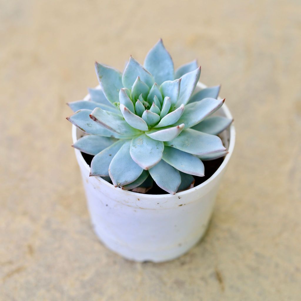 Buy Echeveria desmetiana flowery Succulent in 4 Inch Nursery Pot Online | Urvann.com Echeveria desmetiana flowery Succulent in 4 Inch Nursery Pot