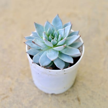 Buy Echeveria desmetiana flowery Succulent in 4 Inch Nursery Pot Online | Urvann.com