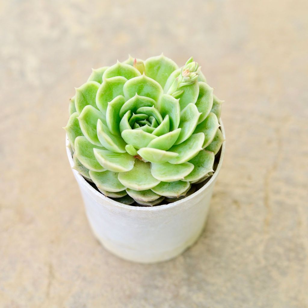 Echeveria Green Succulent in 4 Inch Nursery Pot