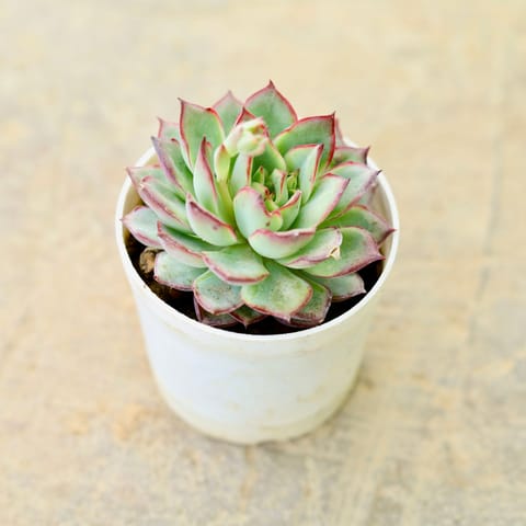 Echeveria pulidonis Succulent in 4 Inch Nursery Pot