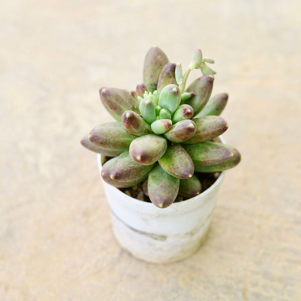 Buy Pachyphytum hookeri Brown Succulent in 4 Inch Nursery Pot Online | Urvann.com Pachyphytum hookeri Brown Succulent in 4 Inch Nursery Pot