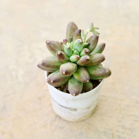 Pachyphytum hookeri Brown Succulent in 4 Inch Nursery Pot