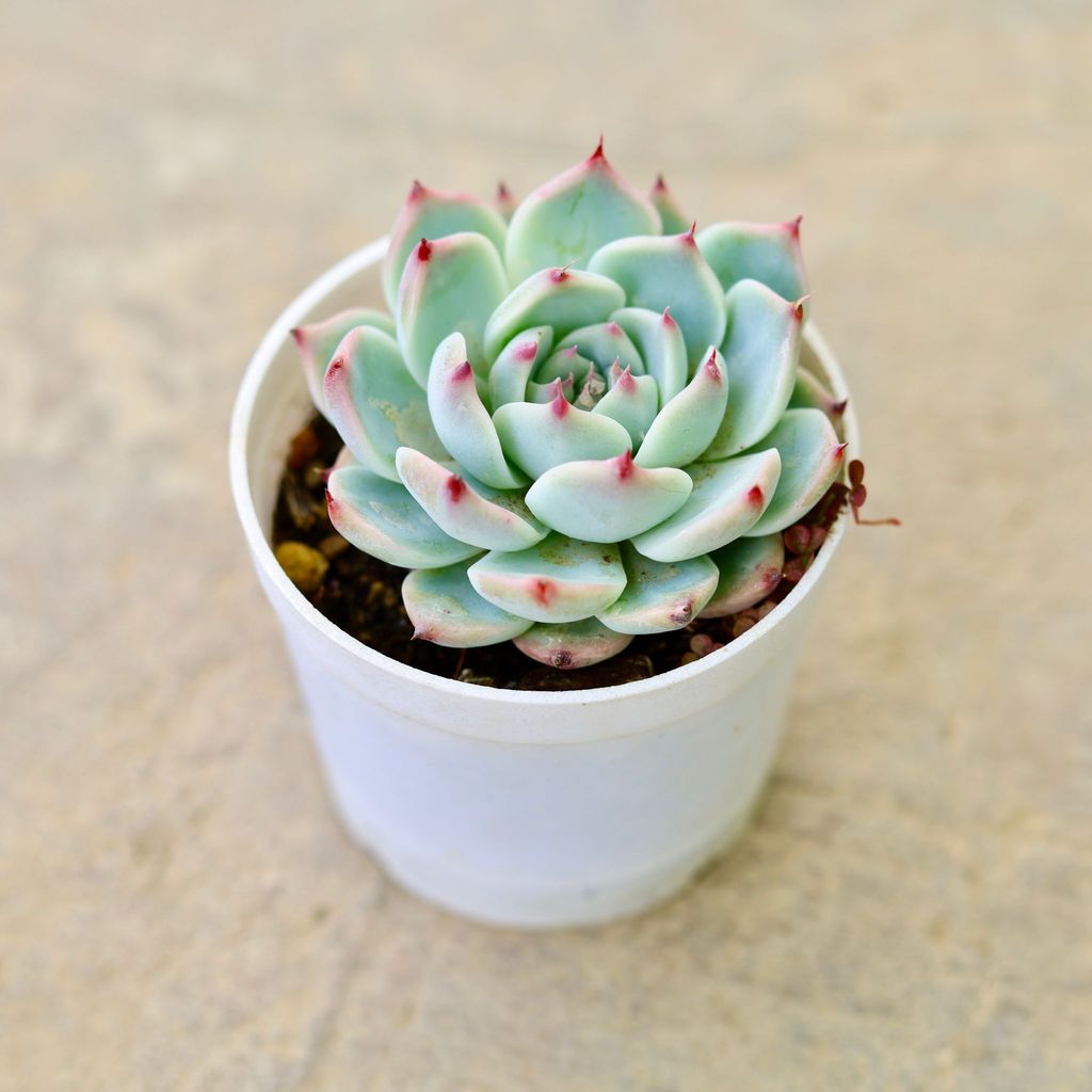 Echeveria Elegans Red Tipped Succulent in 4 Inch Nursery Pot