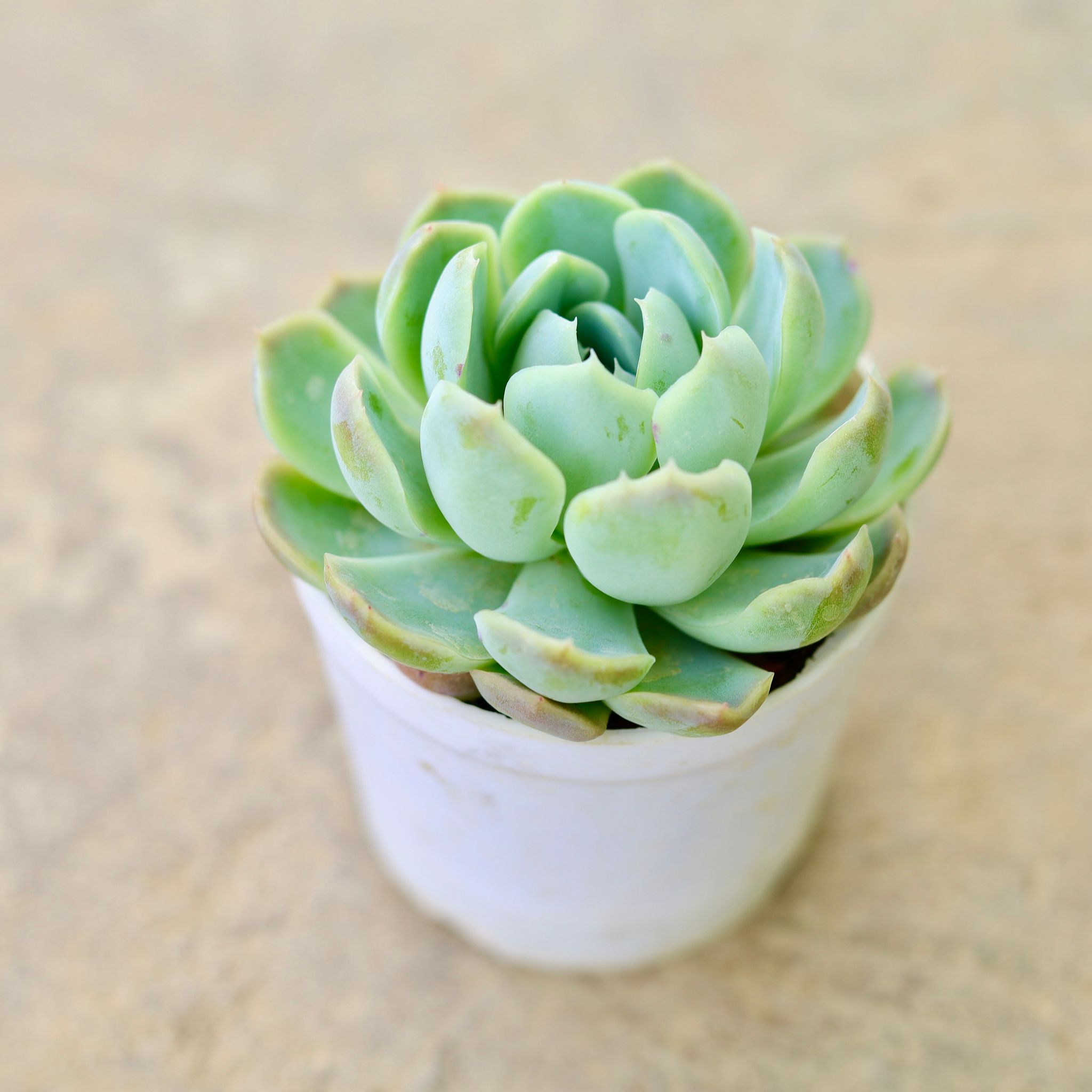 Echeveria elegans Green Succulent in 4 Inch Nursery Pot