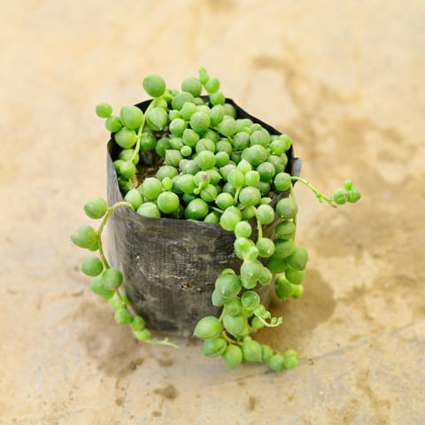 String of Pearls Succulent in 4 Inch Nursery Bag