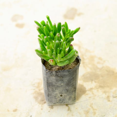 Crassula Jade Gollum / Finger Succulent in 4 Inch Nursery Bag