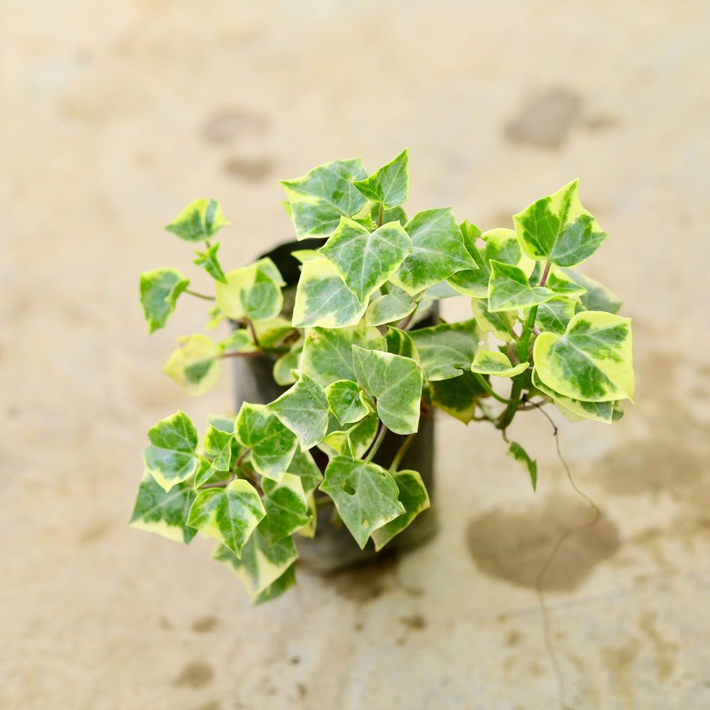 Buy English Ivy Succulent in 4 Inch Nursery Bag Online | Urvann.com English Ivy Succulent in 4 Inch Nursery Bag