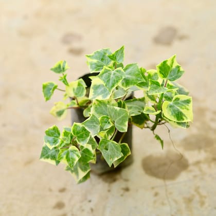 Buy English Ivy Succulent in 4 Inch Nursery Bag Online | Urvann.com