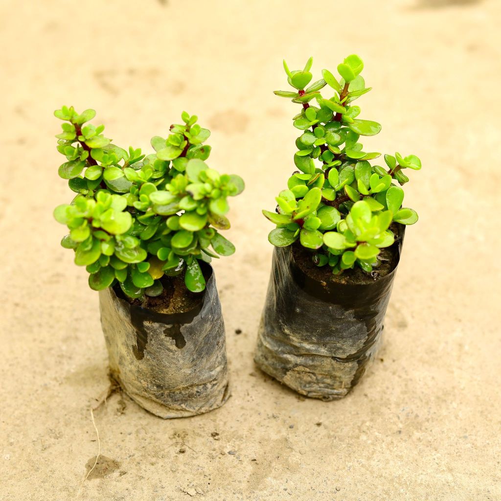 Buy Set of 2 - Bangalorey Jade in 4 Inch Nursery Bag Online | Urvann.com Set of 2 - Bangalorey Jade in 4 Inch Nursery Bag