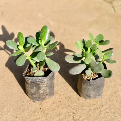 Buy Crassula Jade in 4 Inch Nursery bag | Urvann.com