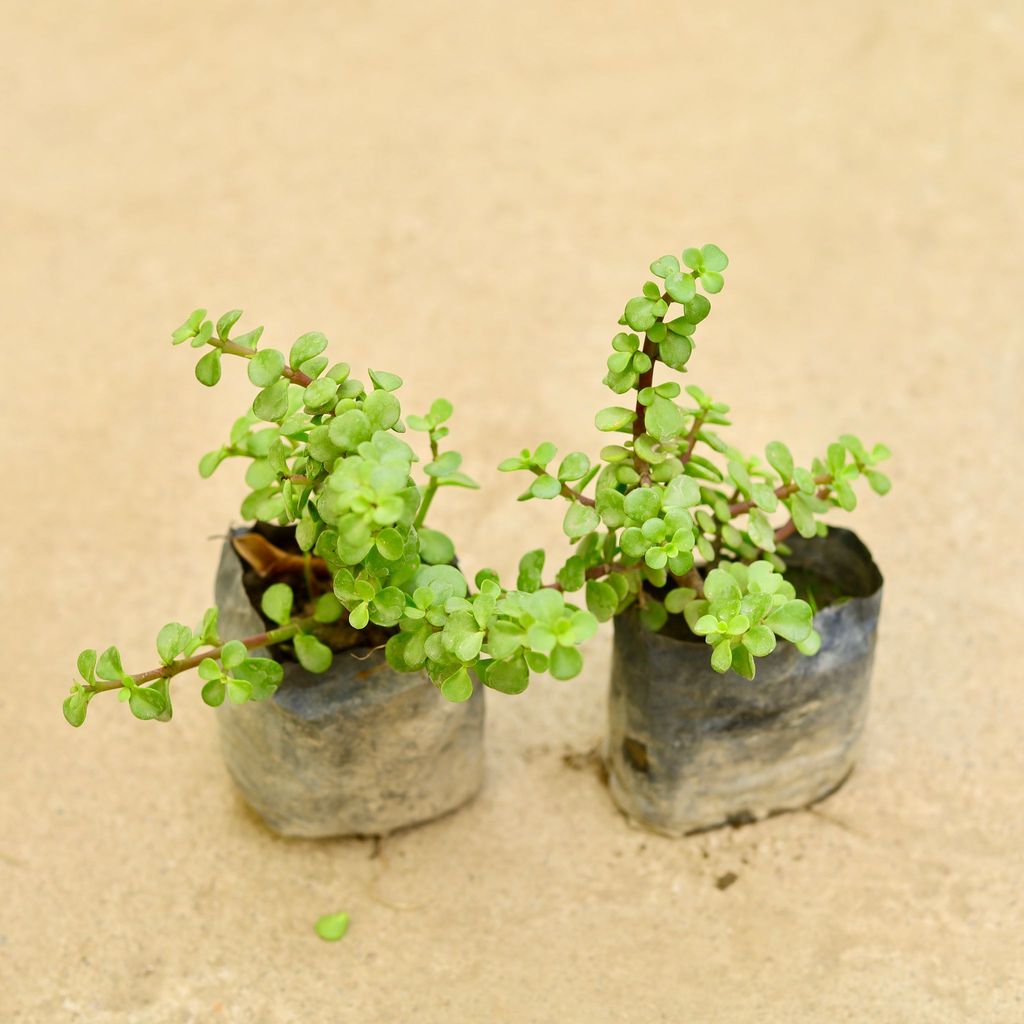 Buy Set of 2 - Jade in 4 Inch Nursery Bag Online | Urvann.com Set of 2 - Jade in 4 Inch Nursery Bag