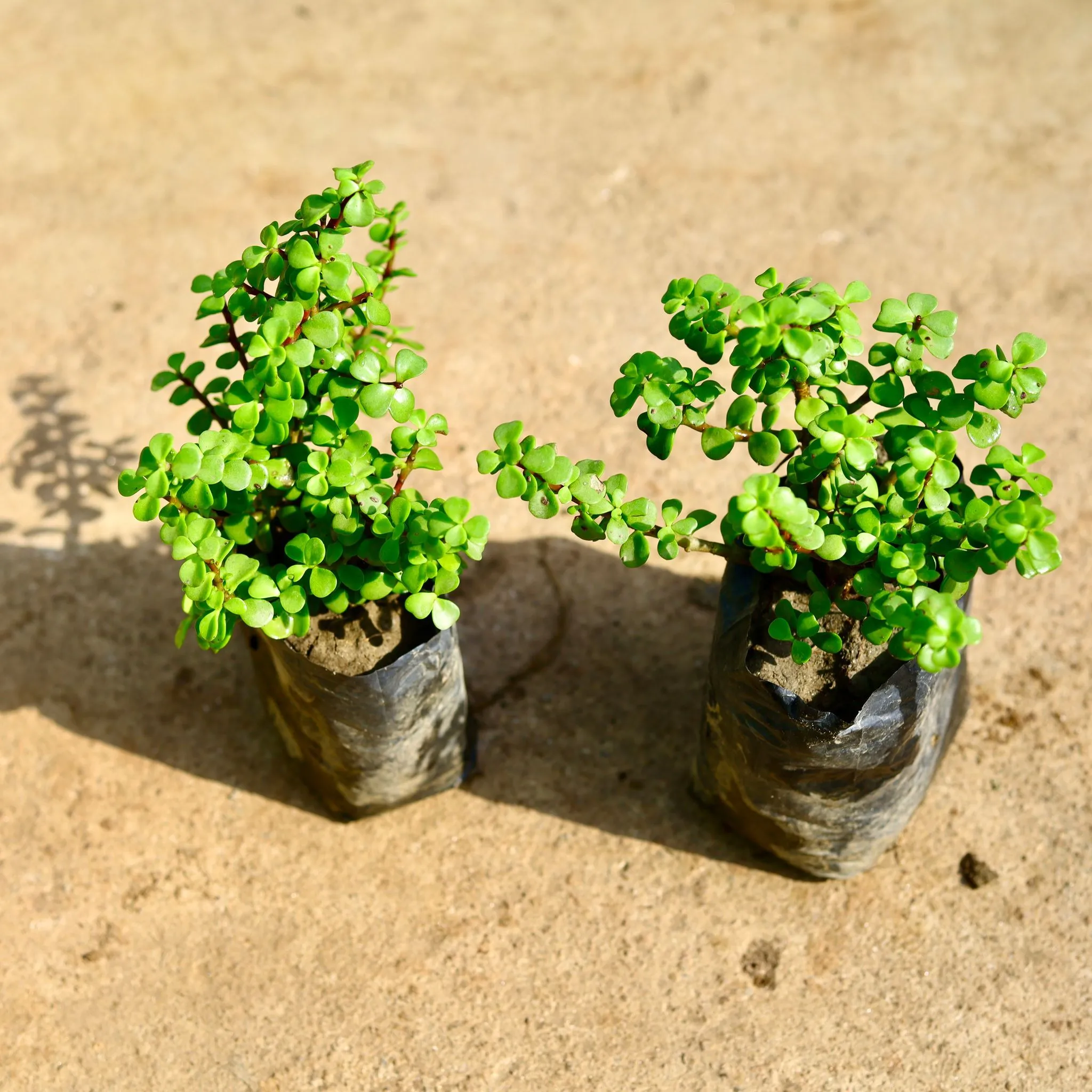Set of 2 - Jade in 4 Inch Nursery Bag