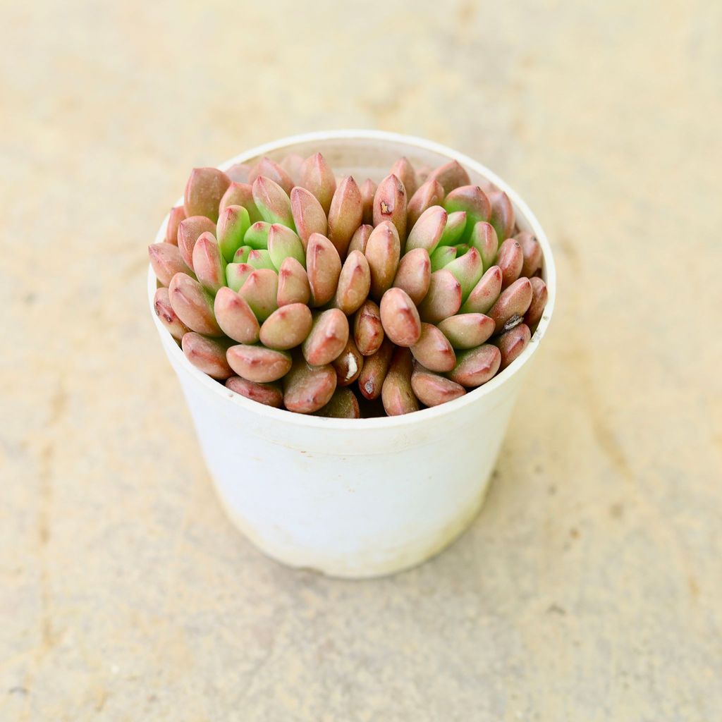Buy Sedeveria Pink Succulent in 4 Inch Nursery Pot Online | Urvann.com Echeveria Red Succulent in 4 Inch Nursery Pot