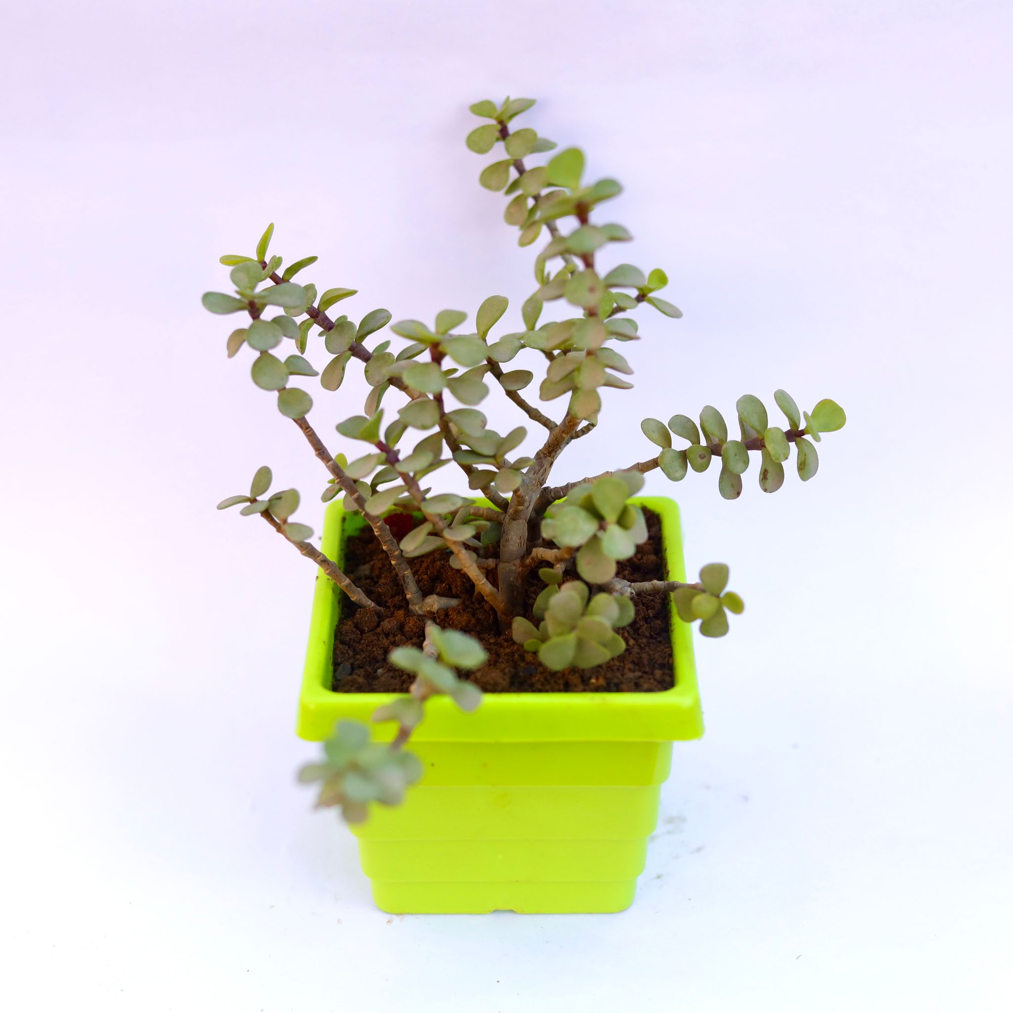 Jade in 4 Inch Green Premium Orchid Square Plastic Pot
