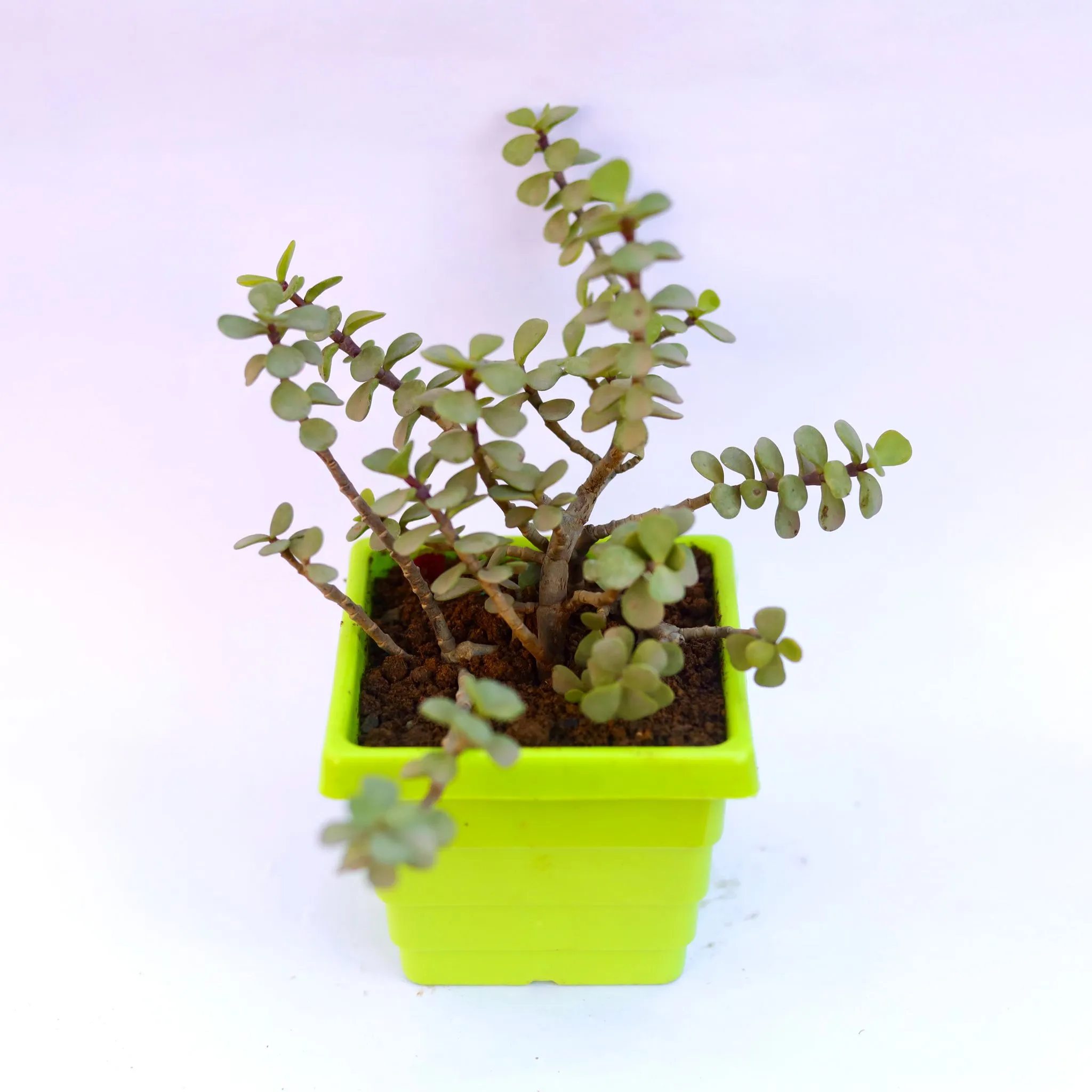 Jade in 4 Inch Green Premium Orchid Square Plastic Pot