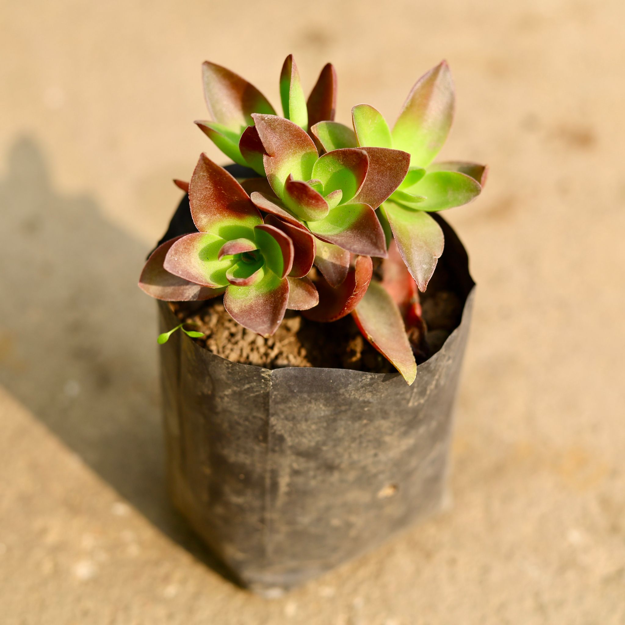 Pagoda Red Succulent in 4 Inch Nursery Bag
