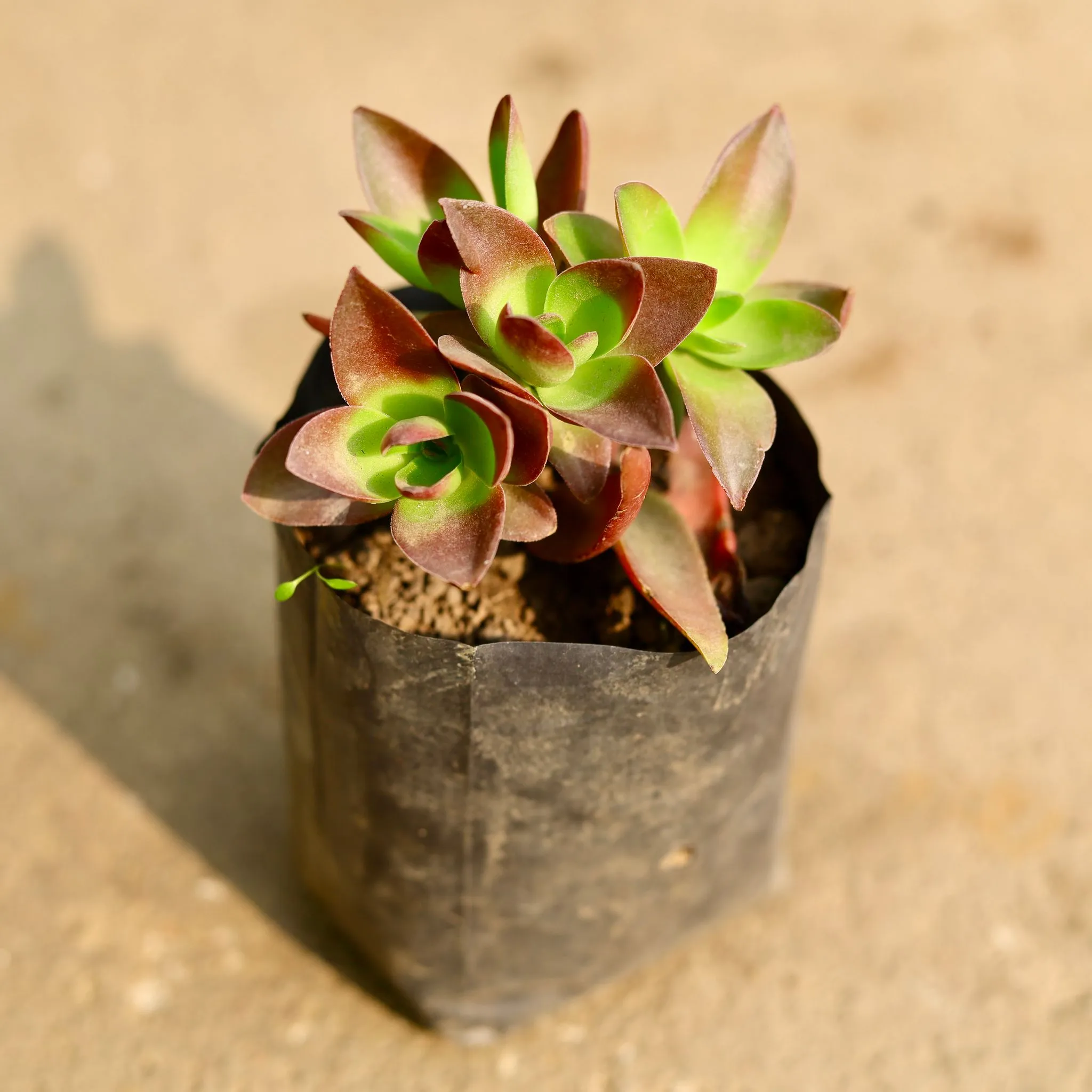 Pagoda Red Succulent in 4 Inch Nursery Bag