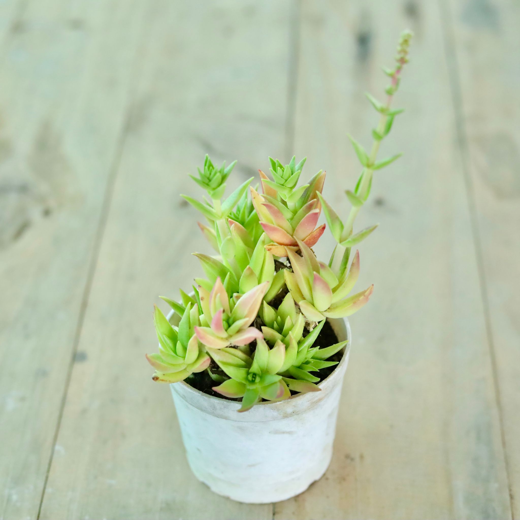 Red Pagoda Succulent in 3 Inch White Nursery Pot