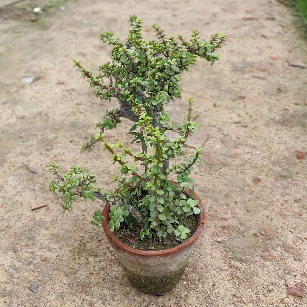 Buy Jade Plant Bonsai in 8 Inch Terracotta Pot Online | Urvann.com Jade Plant Bonsai in 8 Inch Terracotta Pot