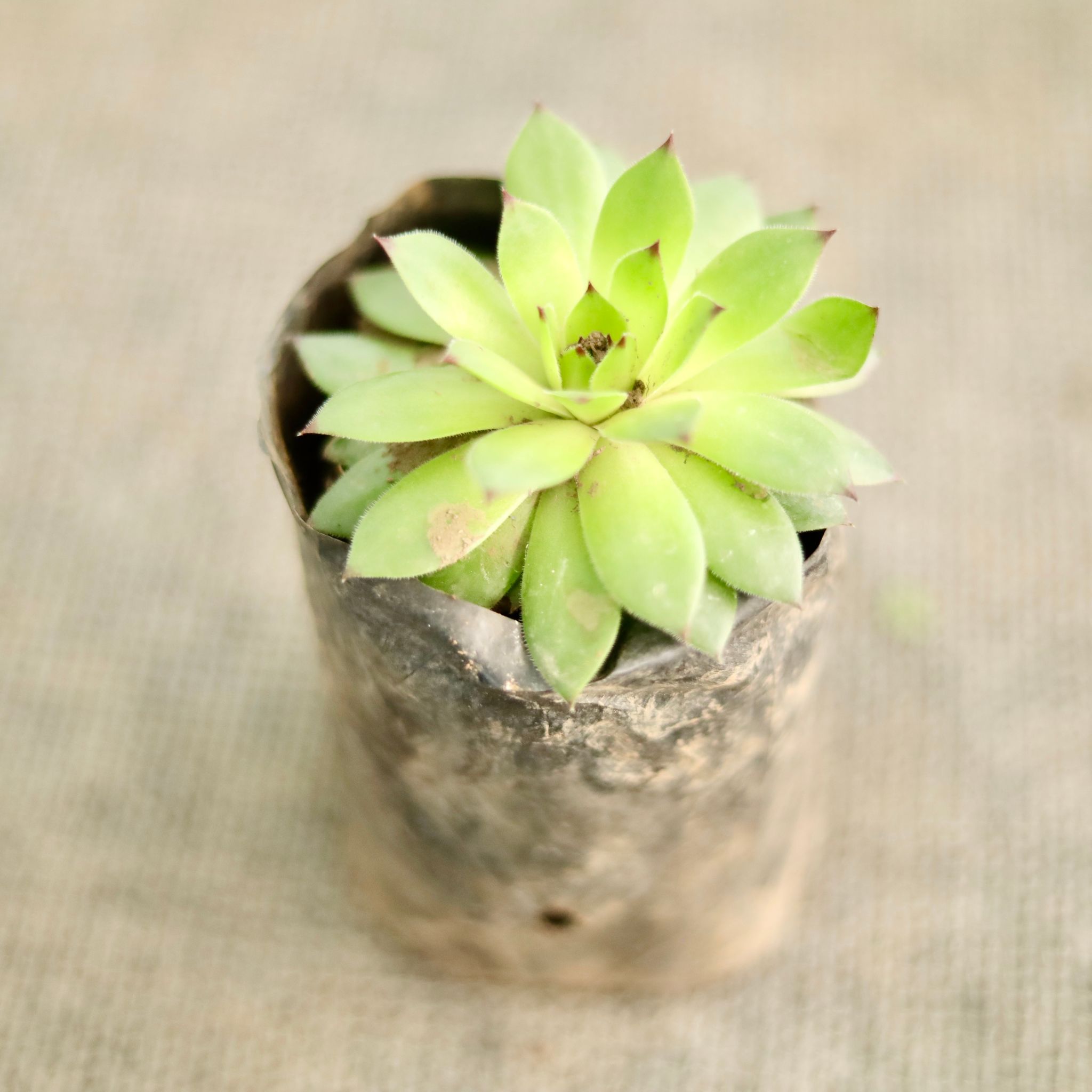 Chick and Hens Succulent in 4 Inch Nursery Bag