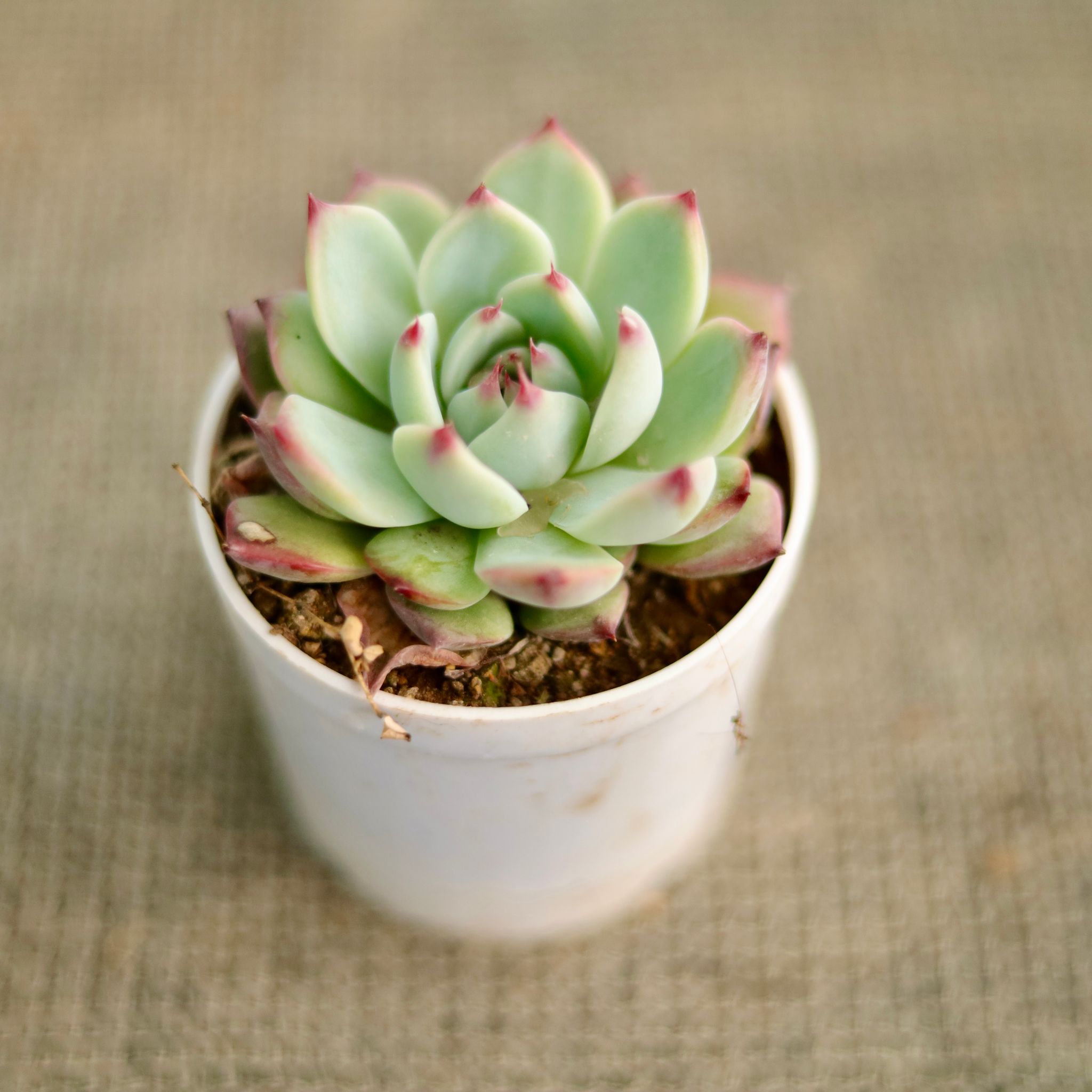 Echeveria Derosa Succulent in 3 Inch Nursery Pot