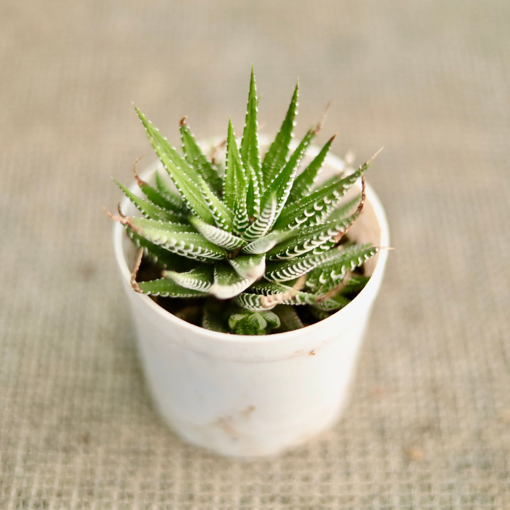 Haworthia Zebrina Succulent in 3 Inch Nursery Pot