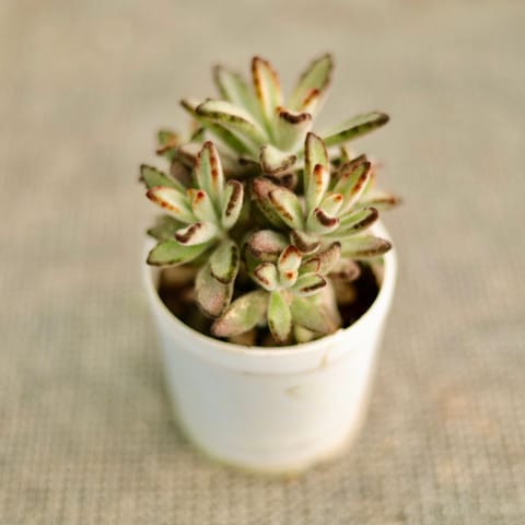 Chocolate Soldier Succulent in 3 Inch Nursery Pot