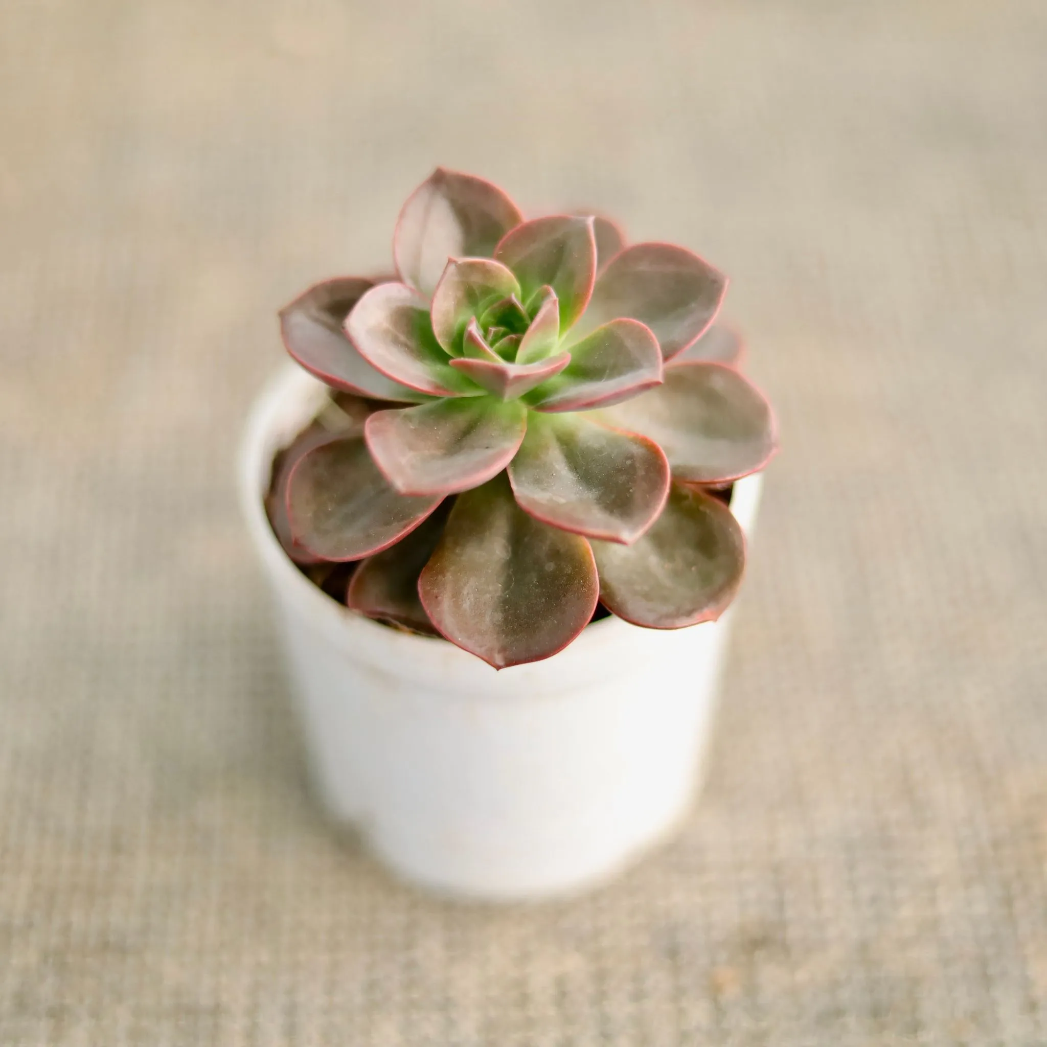 Echeveria Elegans Hybrid in 3 Inch Nursery Pot