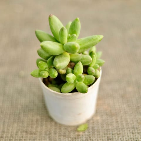 Pachyphytum Succulent in 3 Inch Nursery Pot