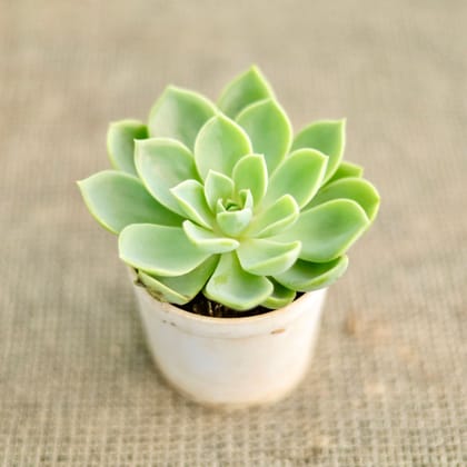 Buy Echeveria Pansy Succulent in 3 Inch Nursery Pot Online | Urvann.com