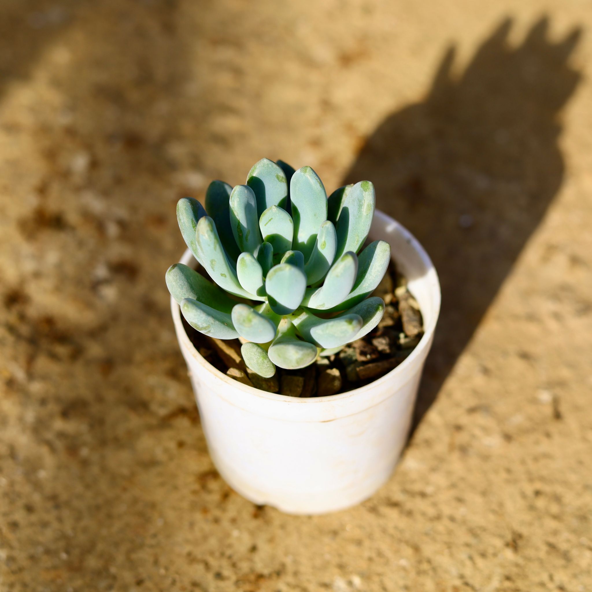 Pachyphytum Hookeri Succulent in 3 Inch Nursery Pot