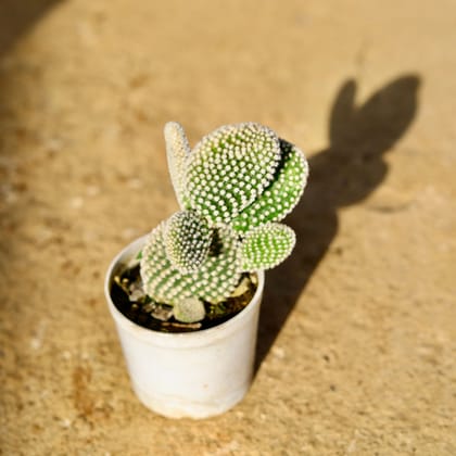 Buy Bunny Ear Cactus in 3 Inch Nursery Pot Online | Urvann.com