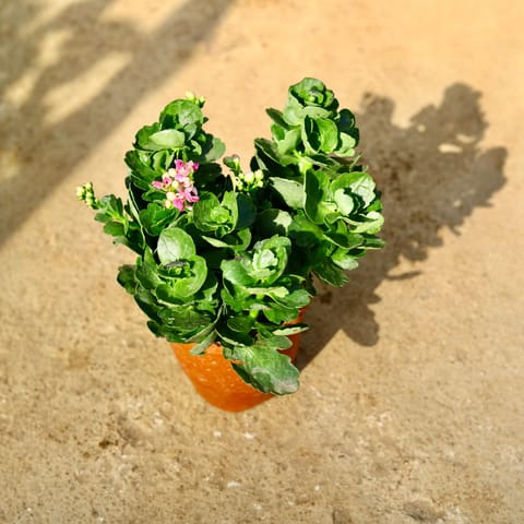 Set of 2 - Kalanchoe (Any Colour) in 6 Inch Nursery Pot