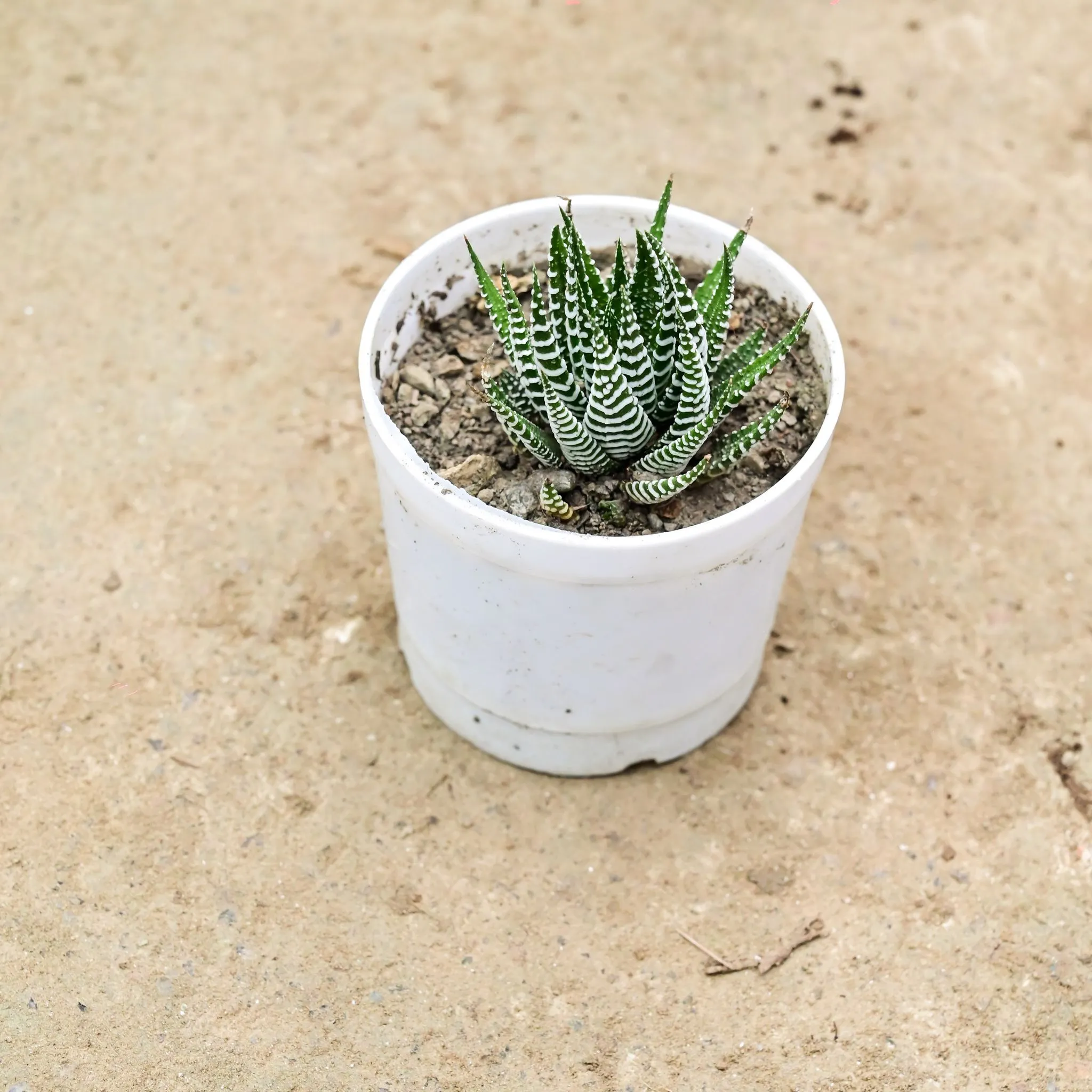 Haworthia Zebrina in 3 Inch Nursery Pot