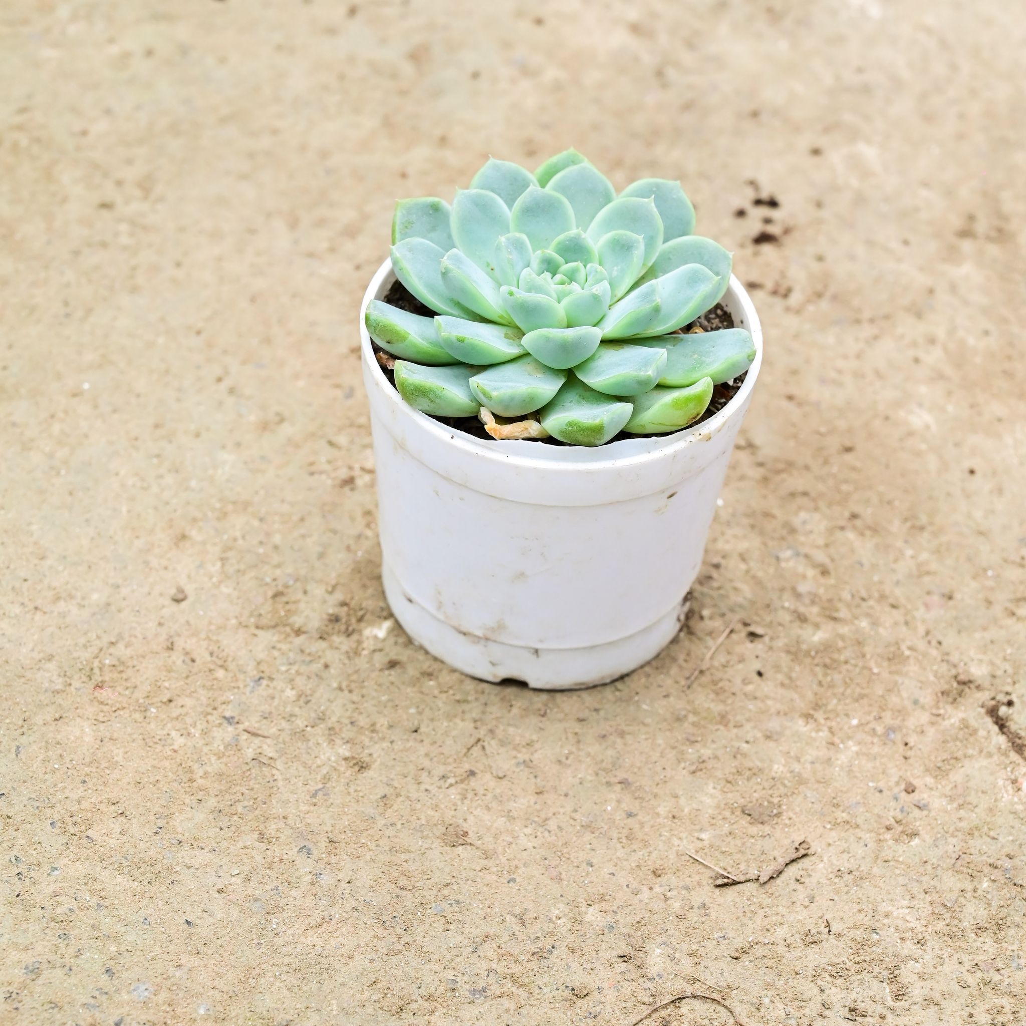 Echevaria Elegans Succulent in 3 Inch Nursery Pot