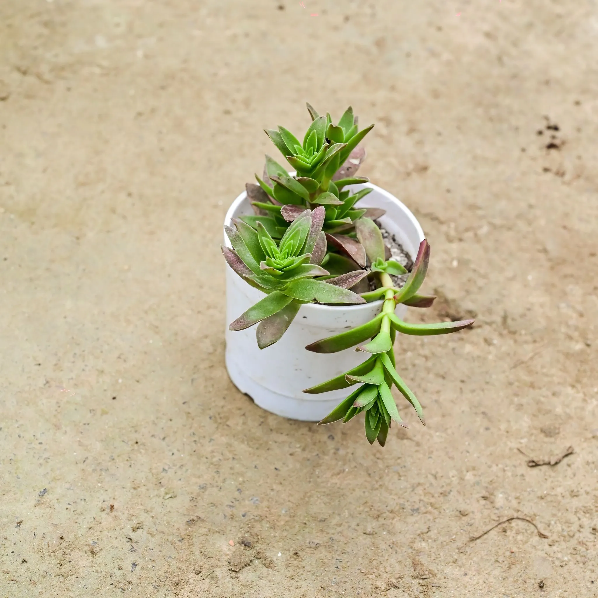 Campfire Succulent in 3 Inch Nursery Pot