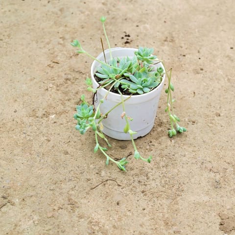 Sedum Succulent in 3 Inch Nursery Pot