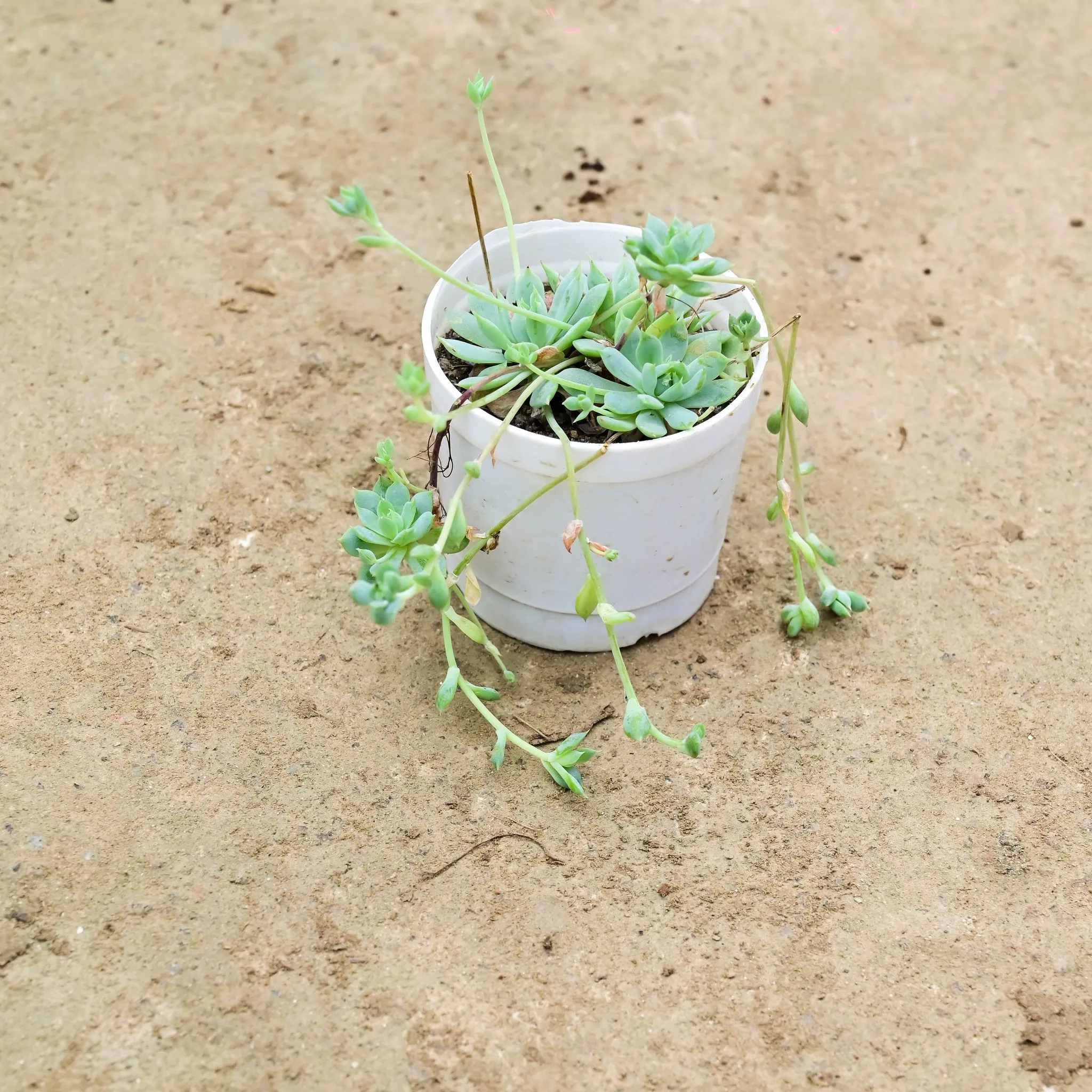 Sedum Succulent in 3 Inch Nursery Pot