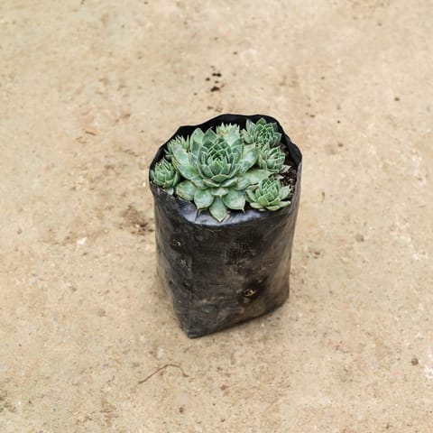 Chick & Hens Succulent in 4 Inch Nursery Bag