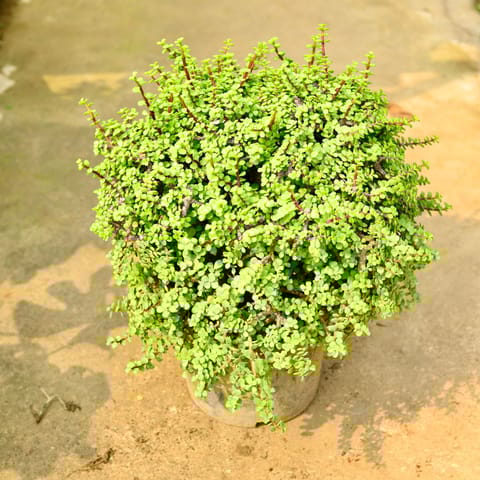 Jade Ball in 12 Inch Nursery Pot