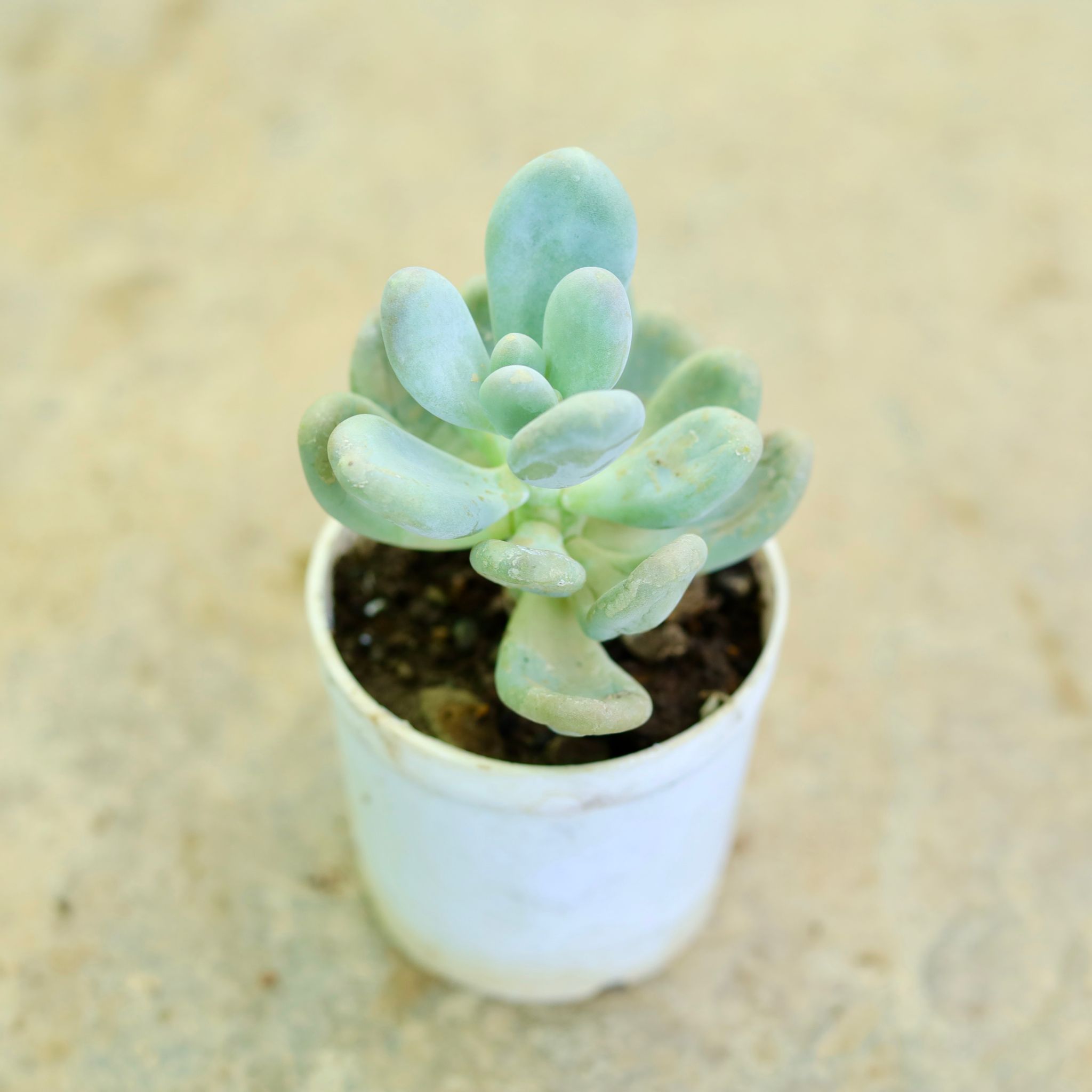 Moonstone Succulent in 3 Inch Nursery Pot