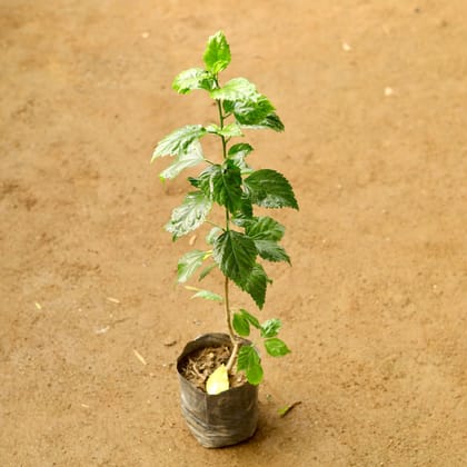 Buy Hibiscus Desi Red (any colour) in 4 Inch Nursery Bag Online | Urvann.com
