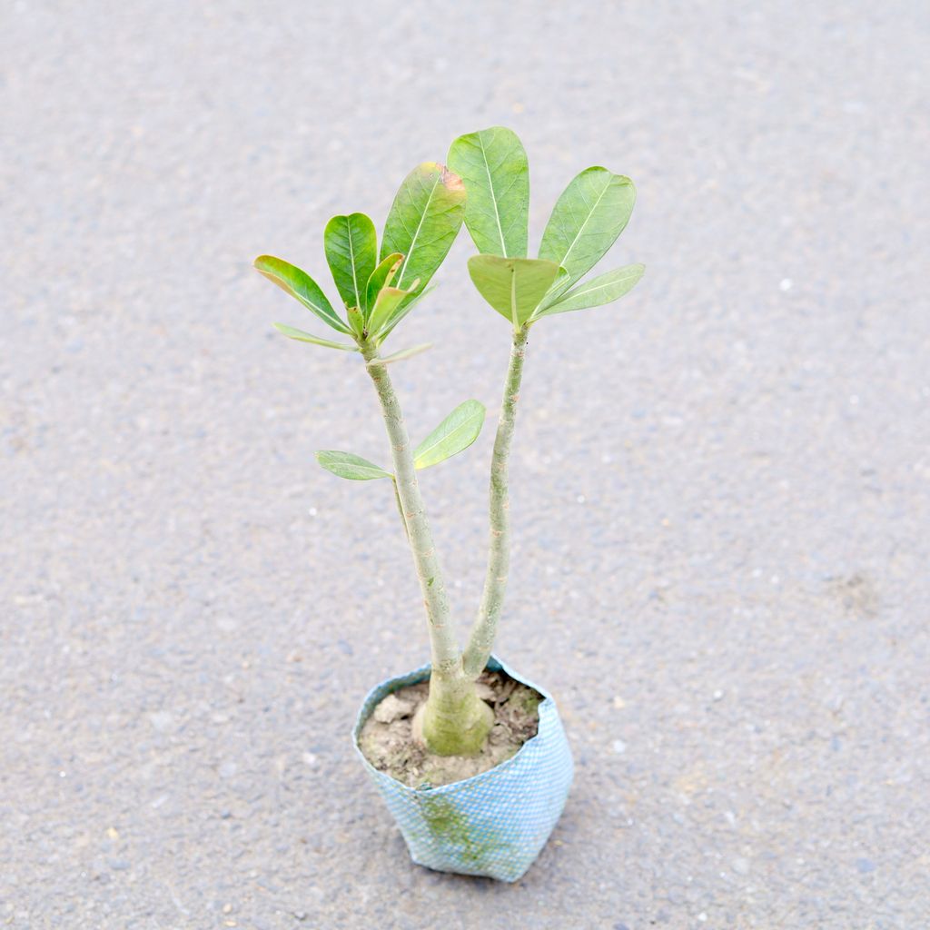 Adenium (Any Colour) in 4 Inch Nursery bag